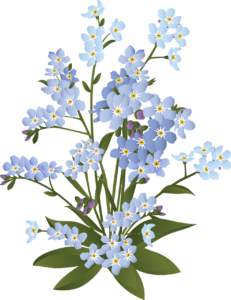 forget-me-not, flower wallpaper, flowers-6009034.jpg